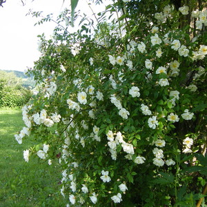 Bijela ili mješano bijela - ruža penjačica (Rambler)